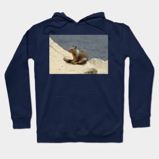 Squirrel, wildlife, gifts, animals, Squirrelly Happiness Hoodie